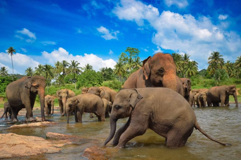 kelione i sri lanka, sri lanka, egzotines keliones