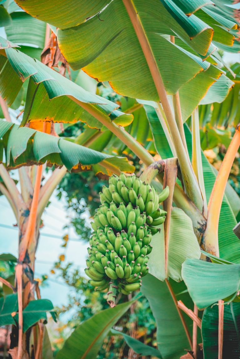 kelione i sri lanka, egzotines keliones, pazintine kelione i sri lanka, sri lanka