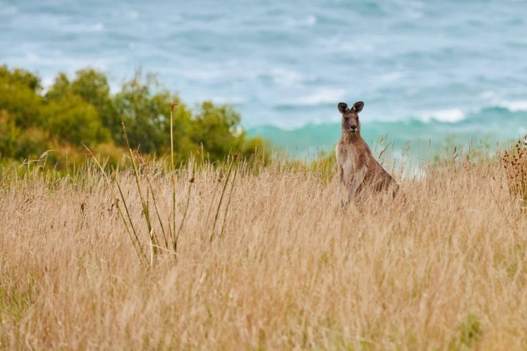 Kelionė į Australiją, pažintinė kelionės į Australiją, Australija, Egzotinės kelionės