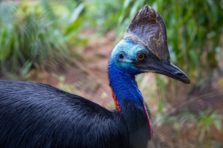 Kelionė į Australiją, pažintinė kelionės į Australiją, Australija, Egzotinės kelionės