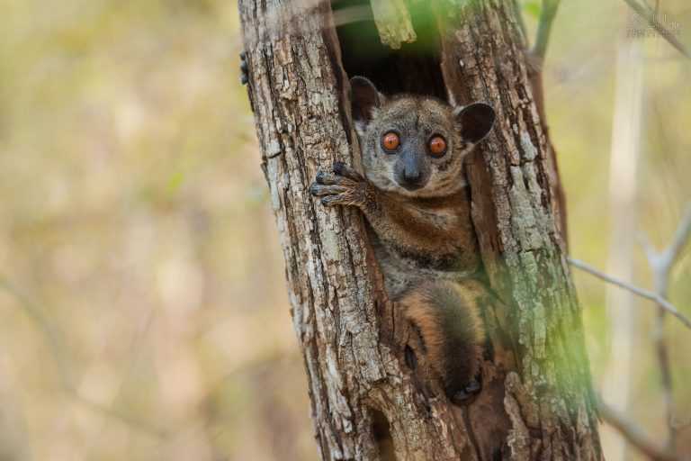 keliones i madagaskara, kelione i madagaskara, egzotines keliones, pazintine kelione