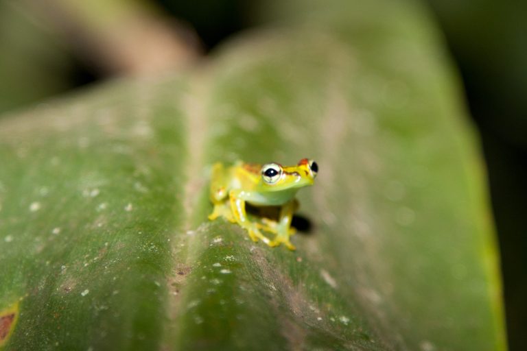 keliones i madagaskara, kelione i madagaskara, egzotines keliones, pazintine kelione