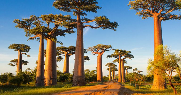 kelione i madagaskara, madagaskaras, egzotines keliones