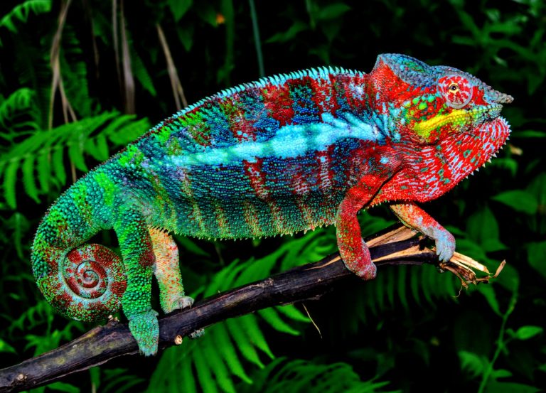 kelione i madagaskara, madagaskaras, egzotines keliones