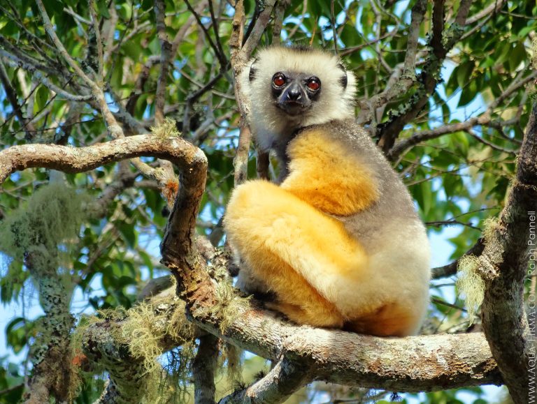 kelione i madagaskara, madagaskaras, egzotines keliones