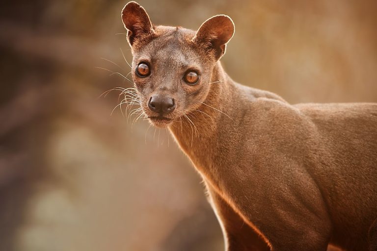 kelione i madagaskara, madagaskaras, egzotines keliones