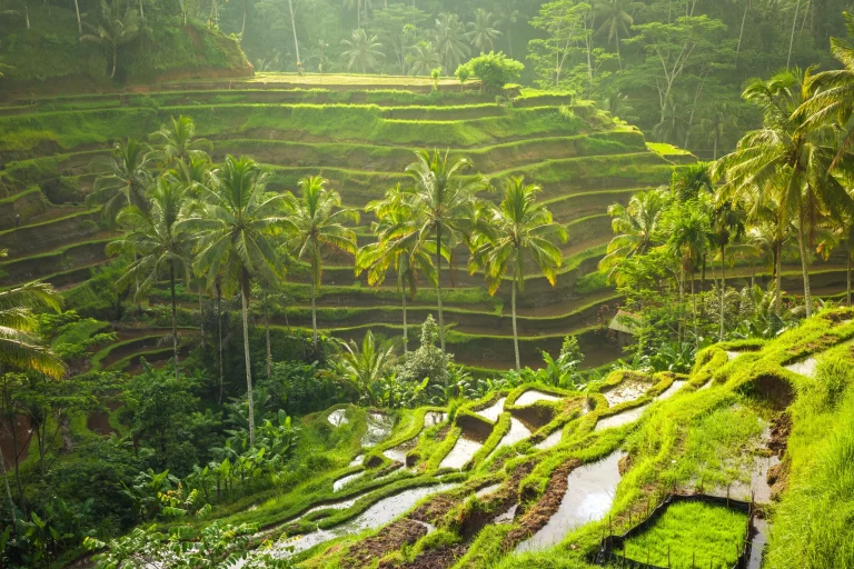 kelione i indonezija, kelione i bali, egzotines keliones, pazintines keliones